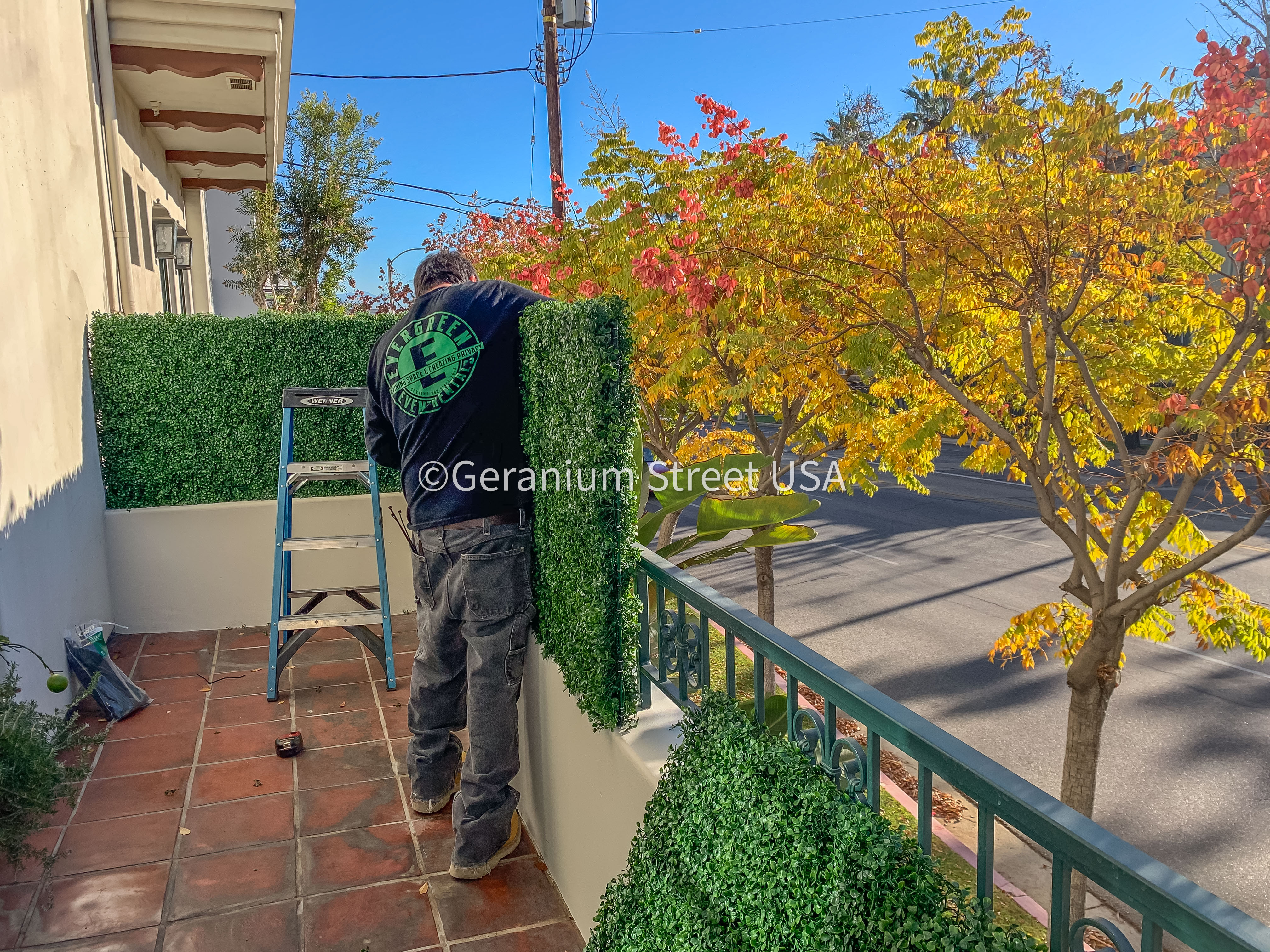Austin privacy hedge install